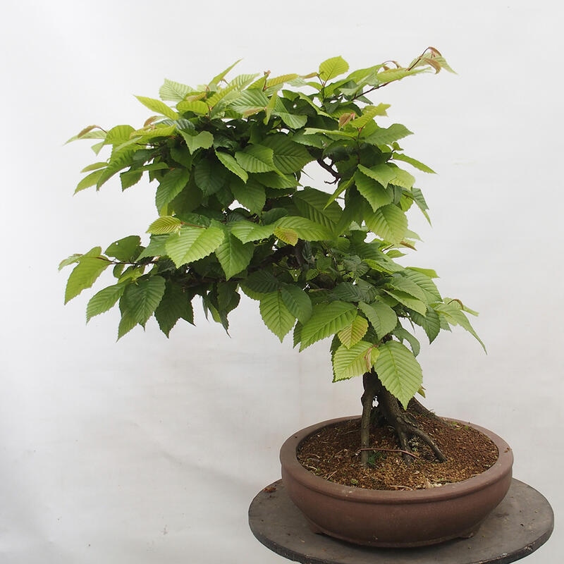 Outdoor bonsai - Hornbeam - Carpinus betulus