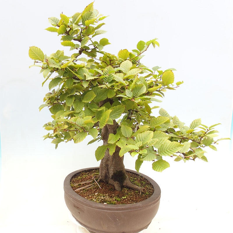 Outdoor bonsai - Hornbeam - Carpinus betulus