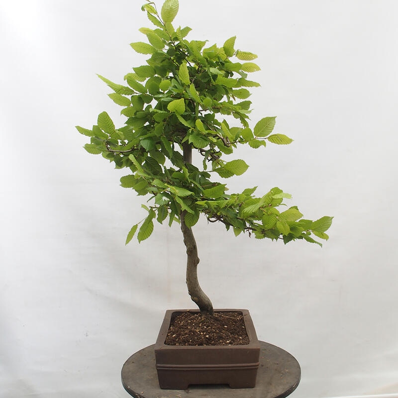 Outdoor bonsai - Hornbeam - Carpinus betulus