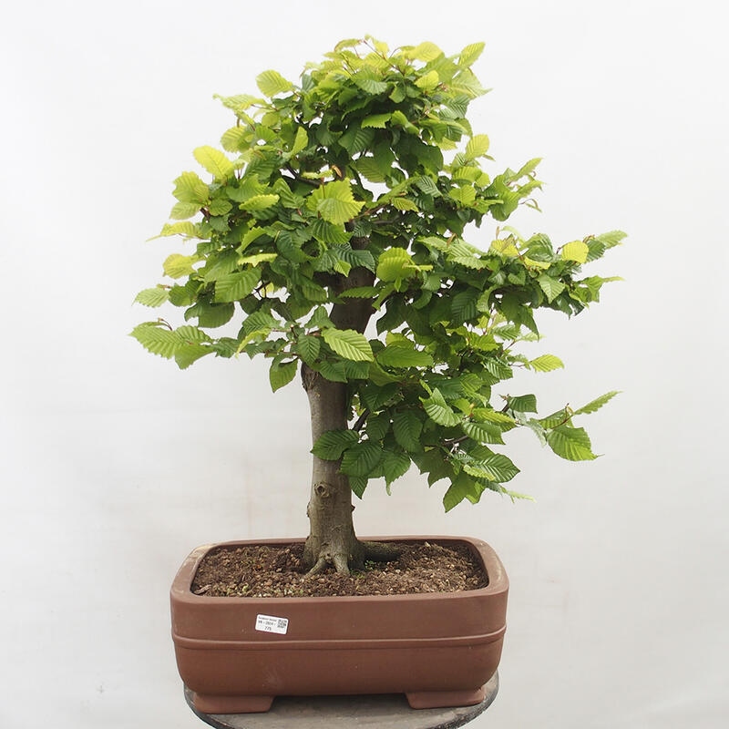 Outdoor bonsai - Hornbeam - Carpinus betulus