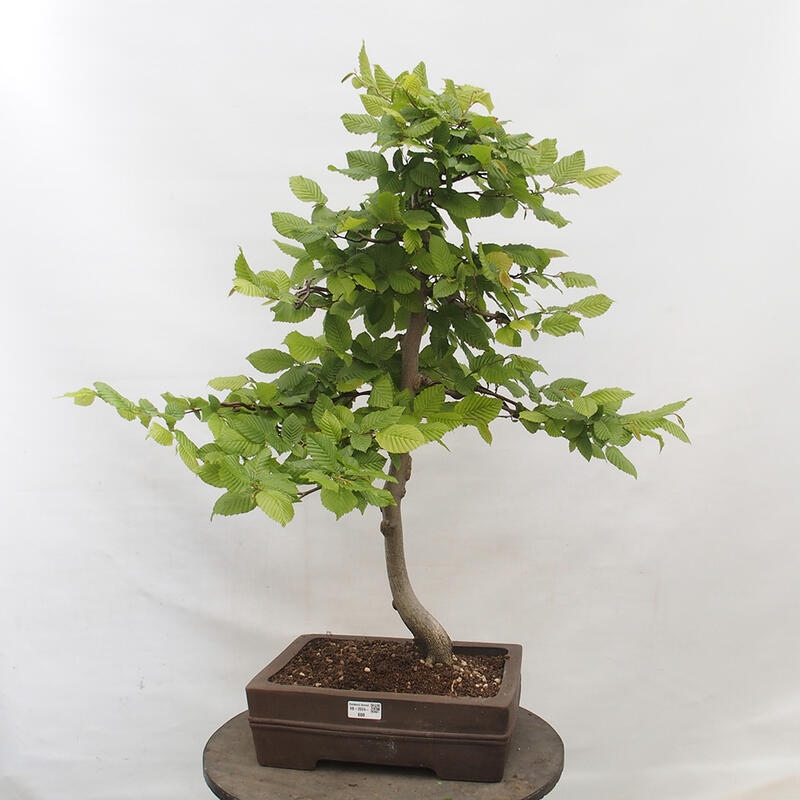 Outdoor bonsai - Hornbeam - Carpinus betulus