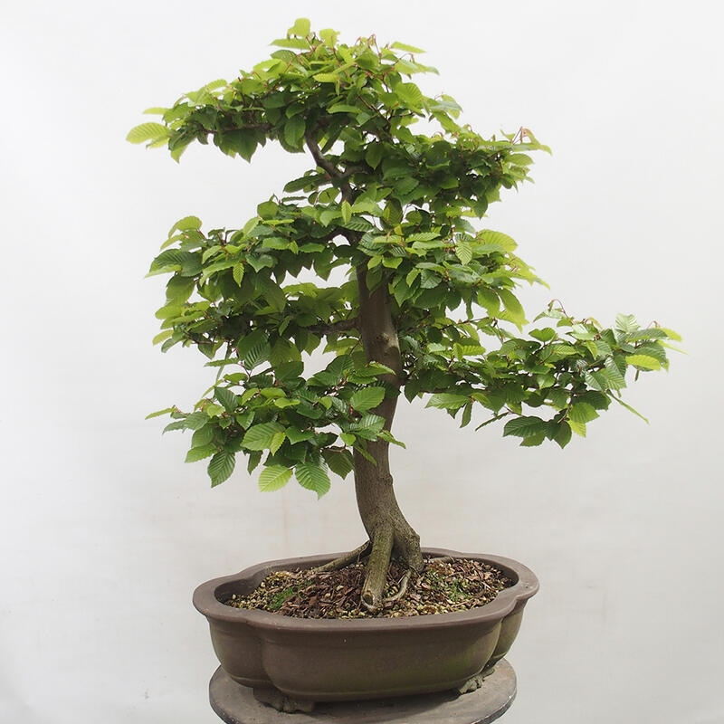 Outdoor bonsai - Hornbeam - Carpinus betulus