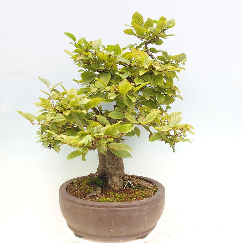 Outdoor bonsai - Hornbeam - Carpinus betulus