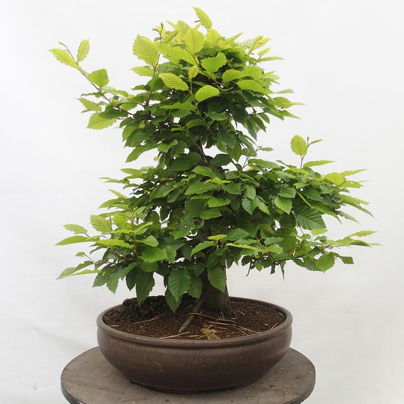 Outdoor bonsai - Hornbeam - Carpinus betulus