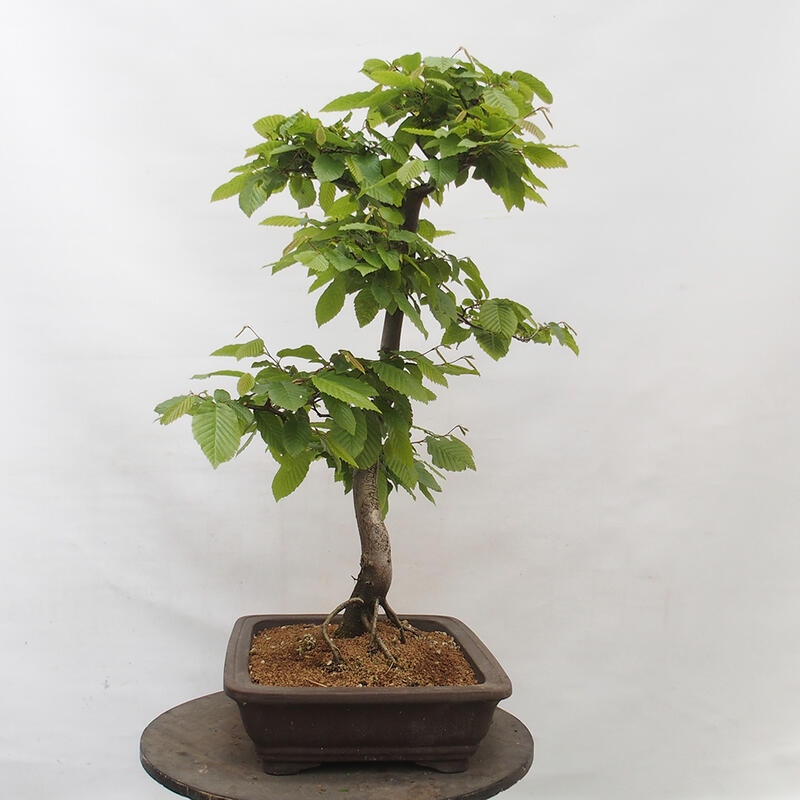 Outdoor bonsai - Hornbeam - Carpinus betulus