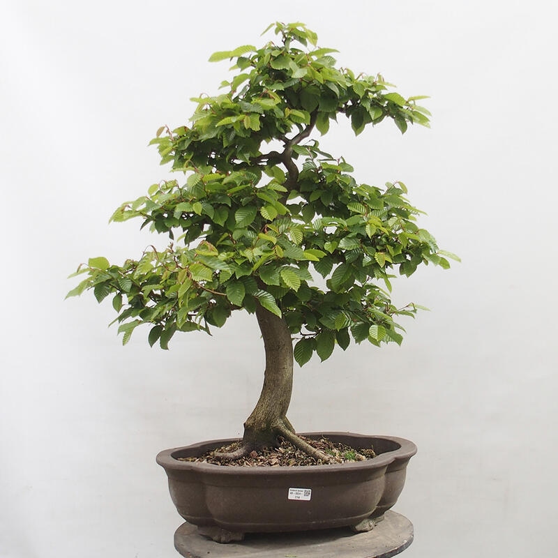 Outdoor bonsai - Hornbeam - Carpinus betulus