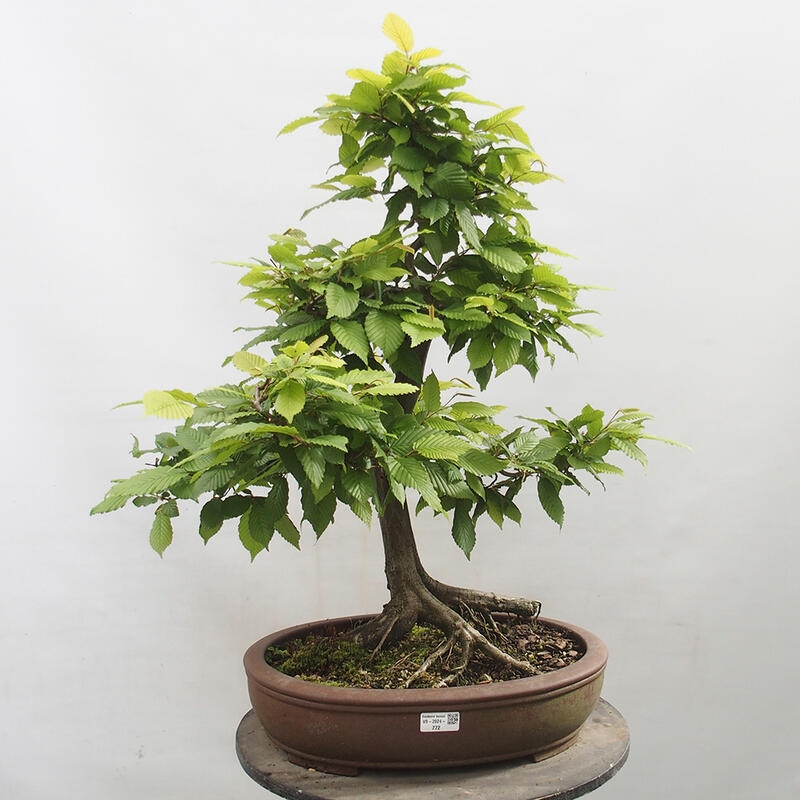 Outdoor bonsai - Hornbeam - Carpinus betulus