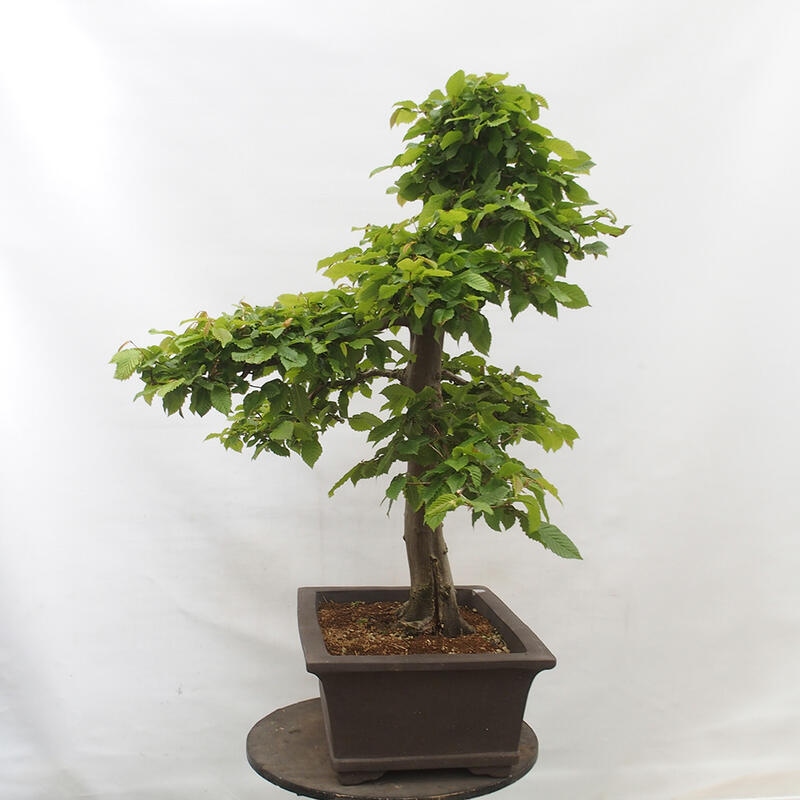 Outdoor bonsai - Hornbeam - Carpinus betulus