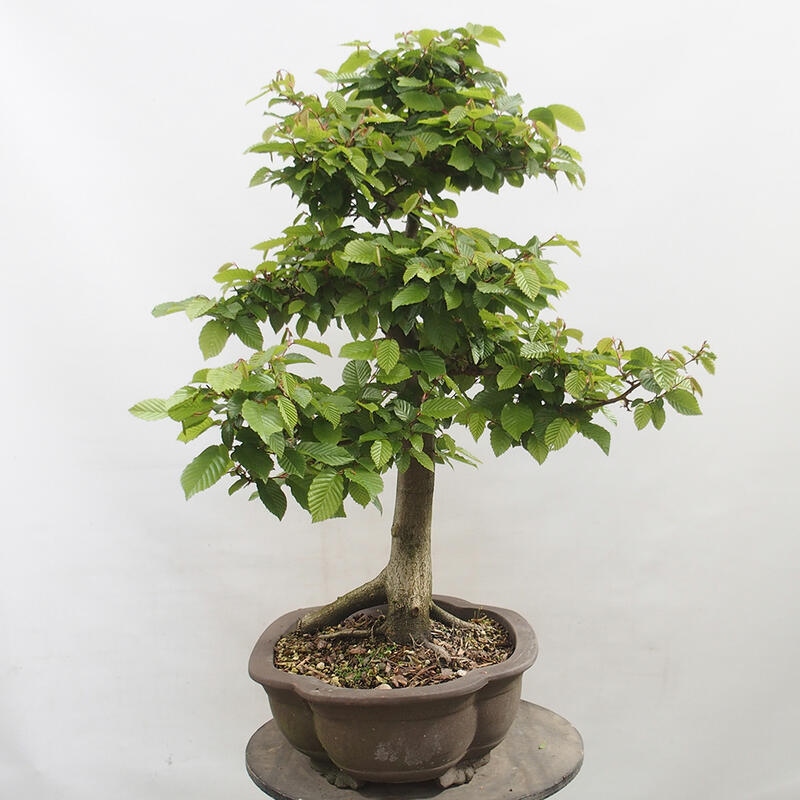 Outdoor bonsai - Hornbeam - Carpinus betulus