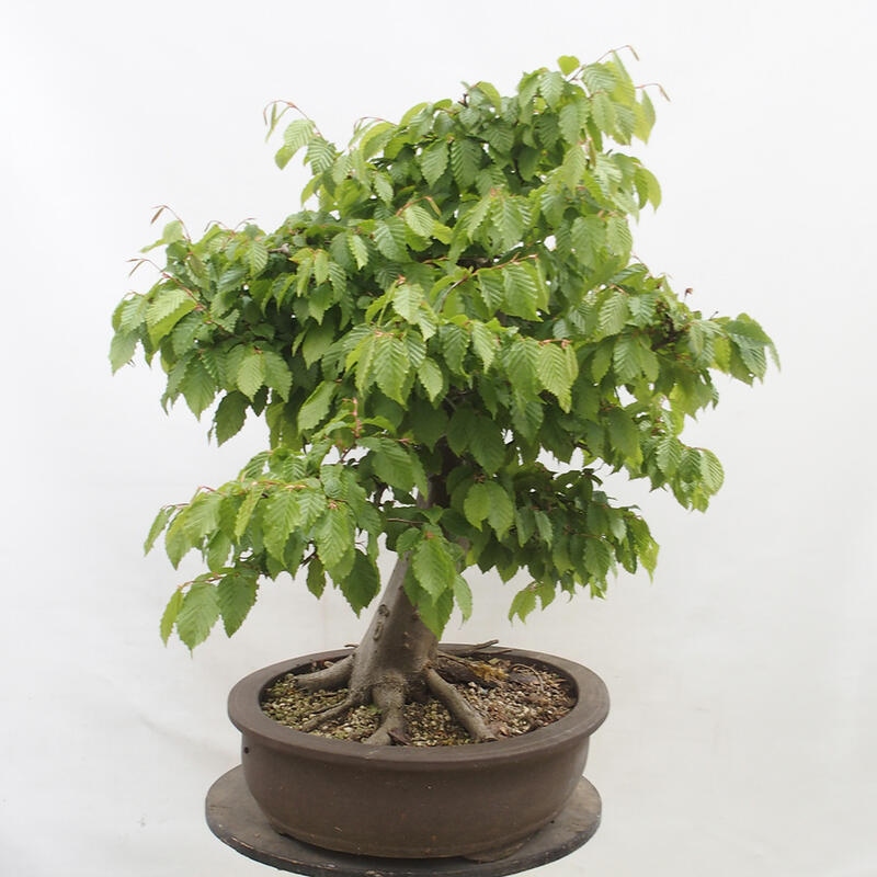 Outdoor bonsai - Hornbeam - Carpinus betulus