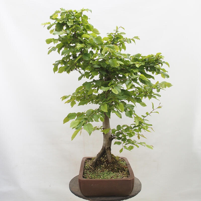 Outdoor bonsai - Hornbeam - Carpinus betulus