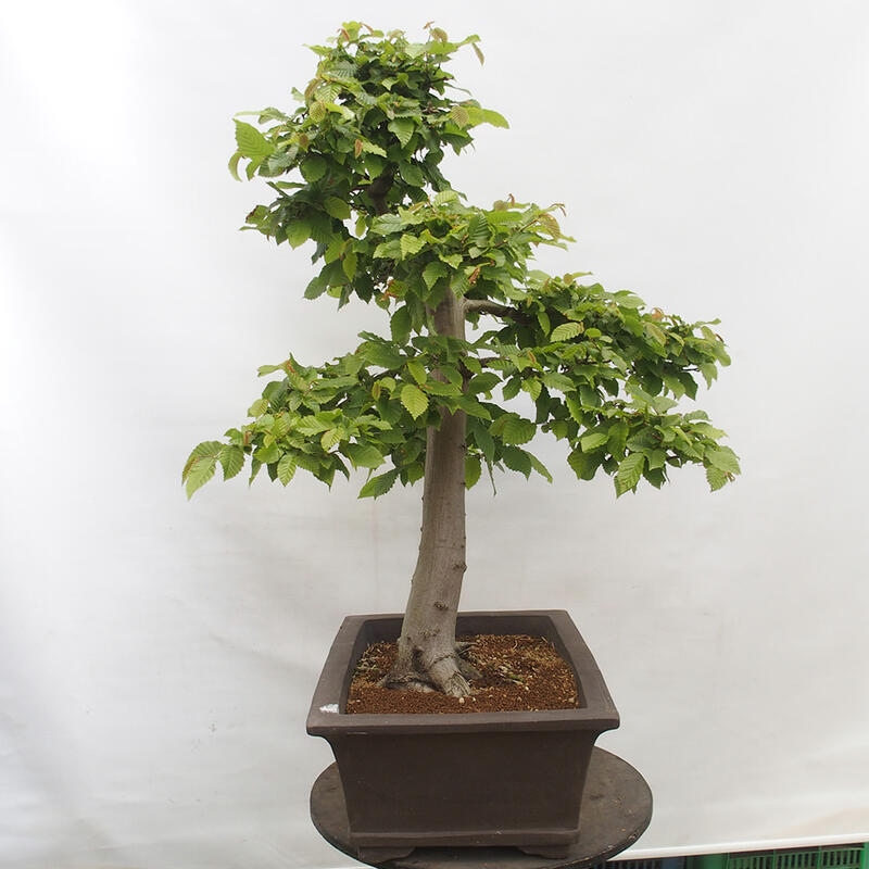 Outdoor bonsai - Hornbeam - Carpinus betulus