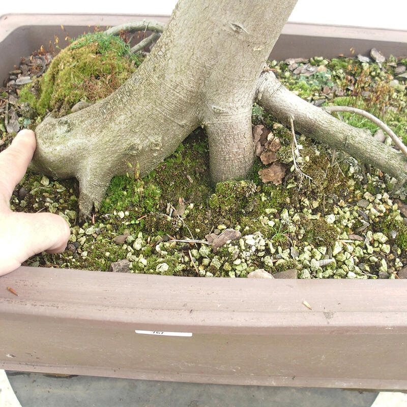 Outdoor bonsai - Hornbeam - Carpinus betulus