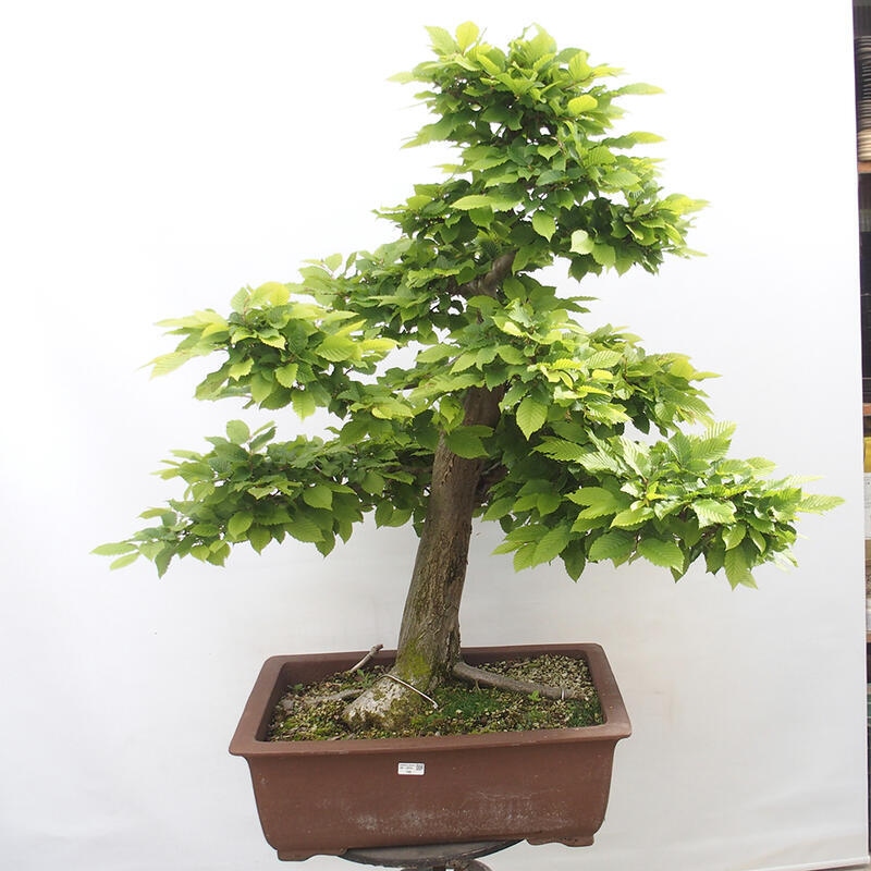 Outdoor bonsai - Hornbeam - Carpinus betulus