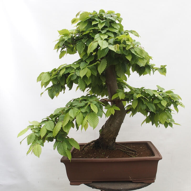 Outdoor bonsai - Hornbeam - Carpinus betulus