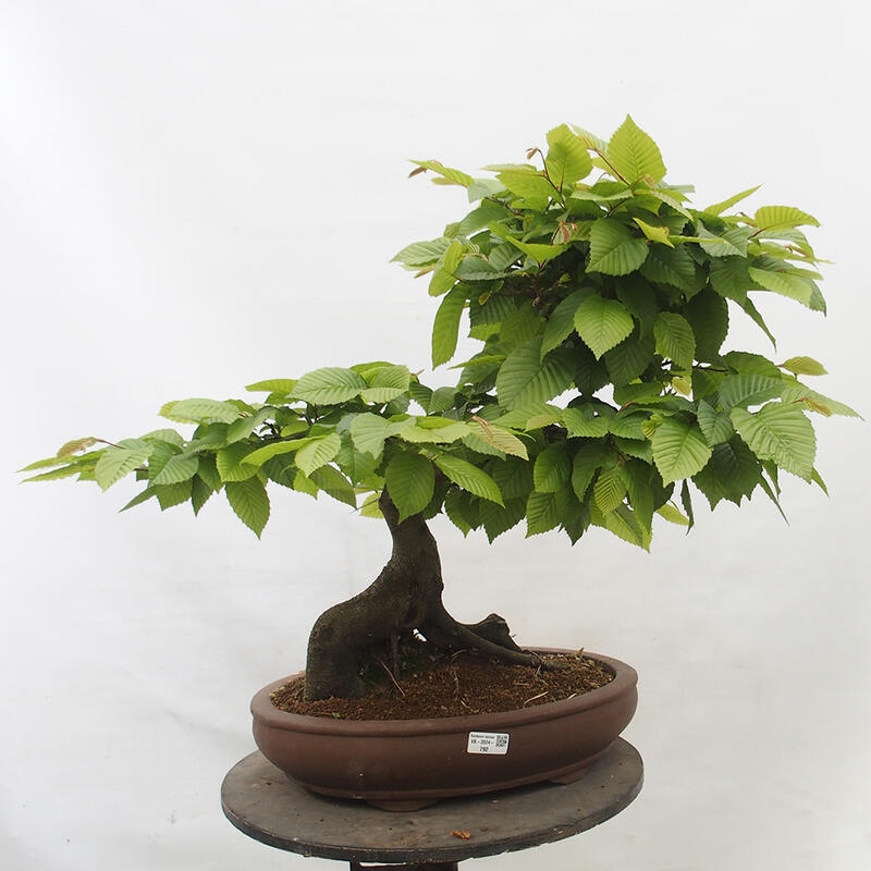 Outdoor bonsai - Hornbeam - Carpinus betulus