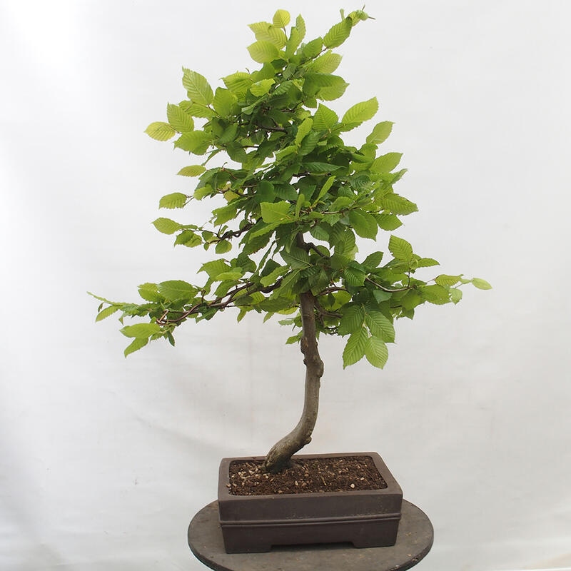 Outdoor bonsai - Hornbeam - Carpinus betulus