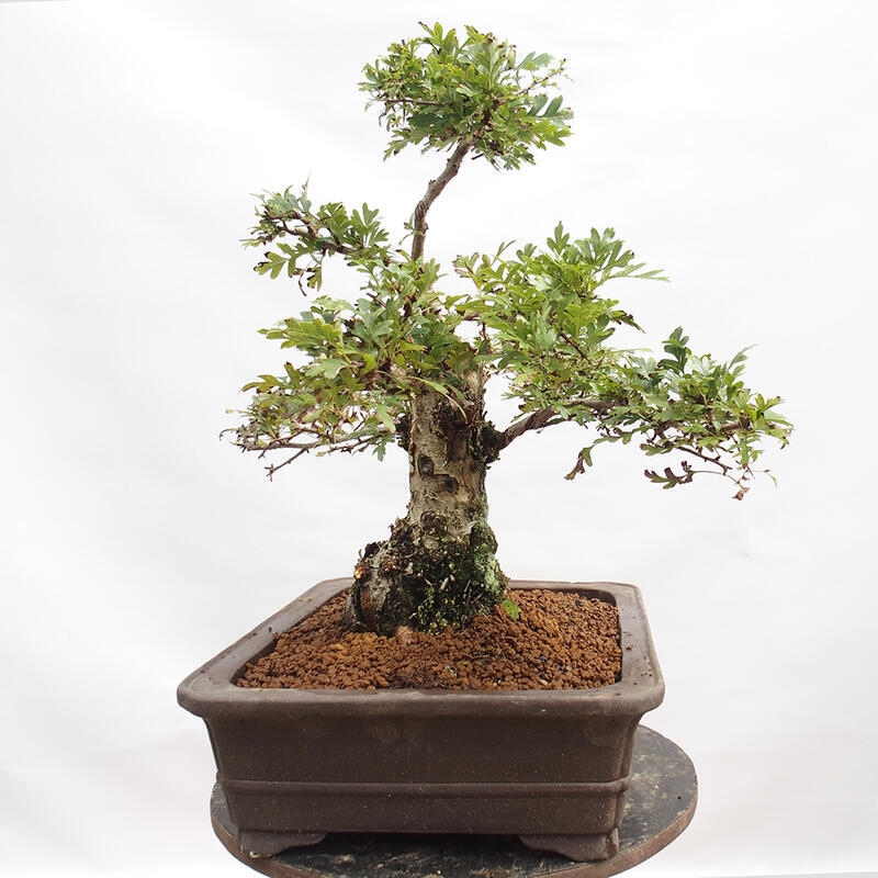 Outdoor bonsai - Hawthorn - Crataegus monogyna