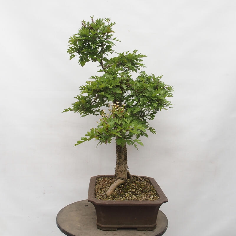 Outdoor bonsai - Hawthorn - Crataegus monogyna