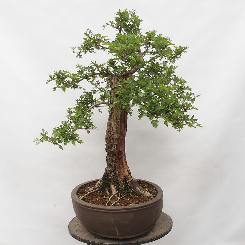 Outdoor bonsai - Hawthorn - Crataegus monogyna