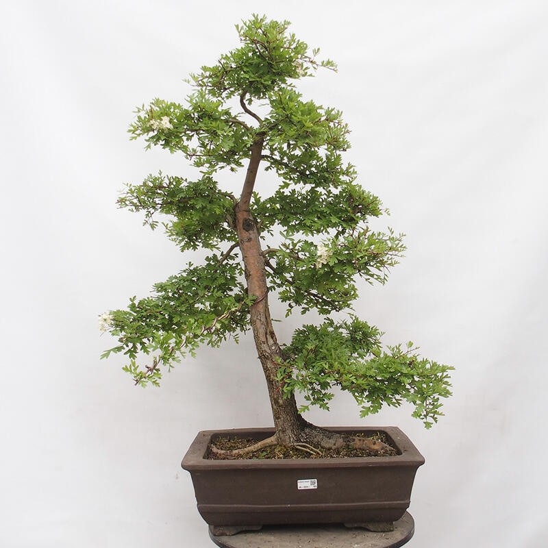 Outdoor bonsai - Hawthorn - Crataegus monogyna