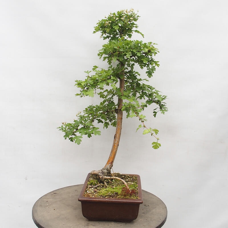 Outdoor bonsai - Hawthorn - Crataegus monogyna