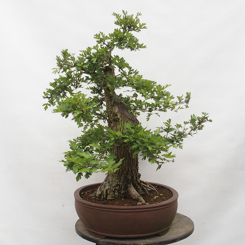 Outdoor bonsai - Hawthorn - Crataegus monogyna