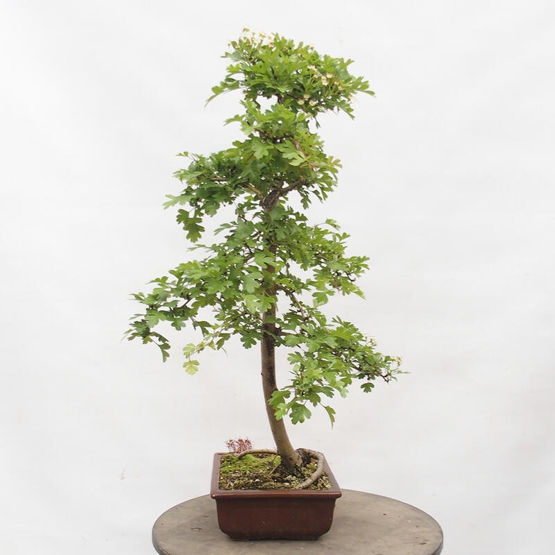 Outdoor bonsai - Hawthorn - Crataegus monogyna