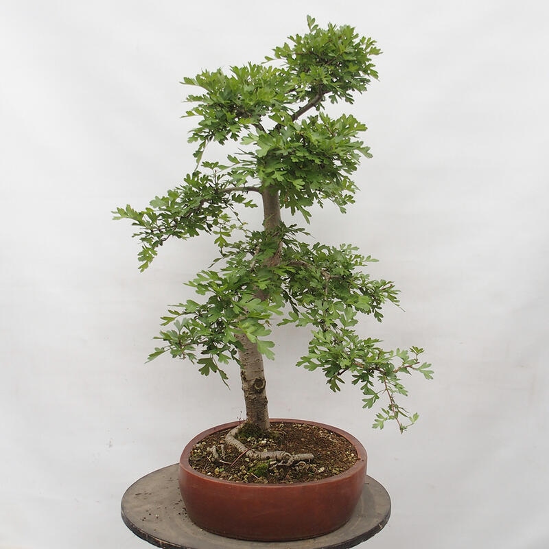 Outdoor bonsai - Hawthorn - Crataegus monogyna