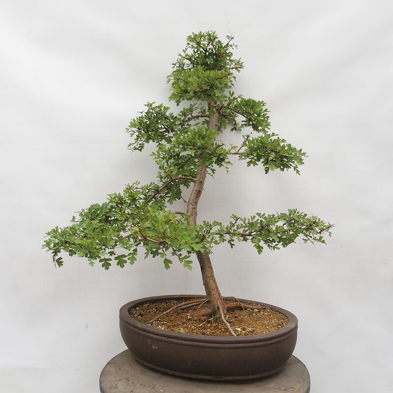 Outdoor bonsai - Hawthorn - Crataegus monogyna