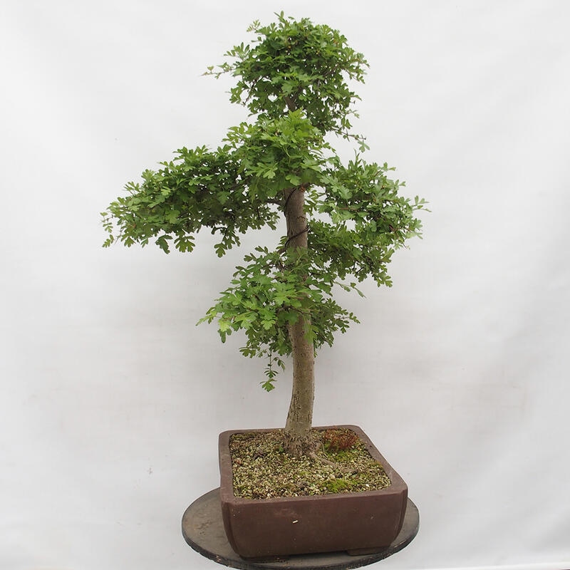 Outdoor bonsai - Hawthorn - Crataegus monogyna