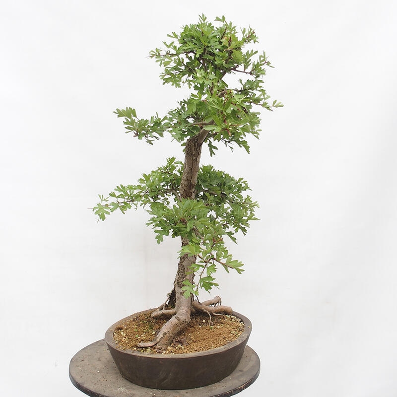 Outdoor bonsai - Hawthorn - Crataegus monogyna