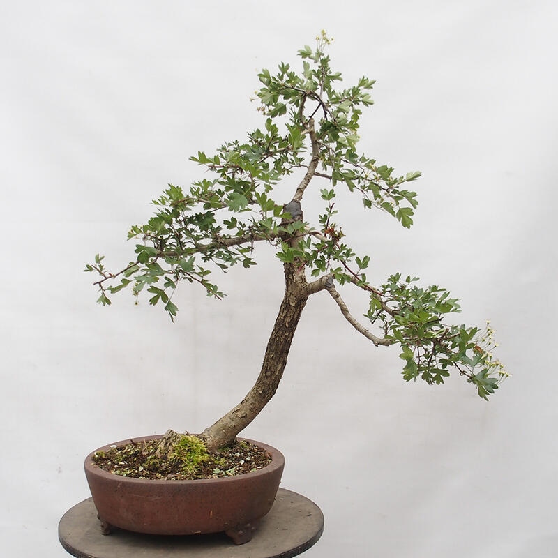 Outdoor bonsai - Hawthorn - Crataegus monogyna