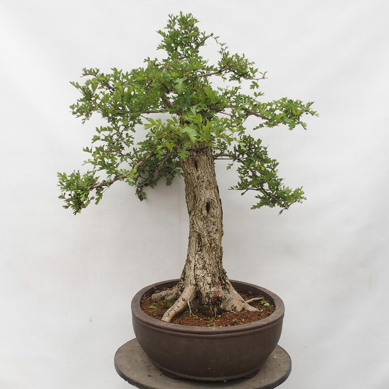 Outdoor bonsai - Hawthorn - Crataegus monogyna