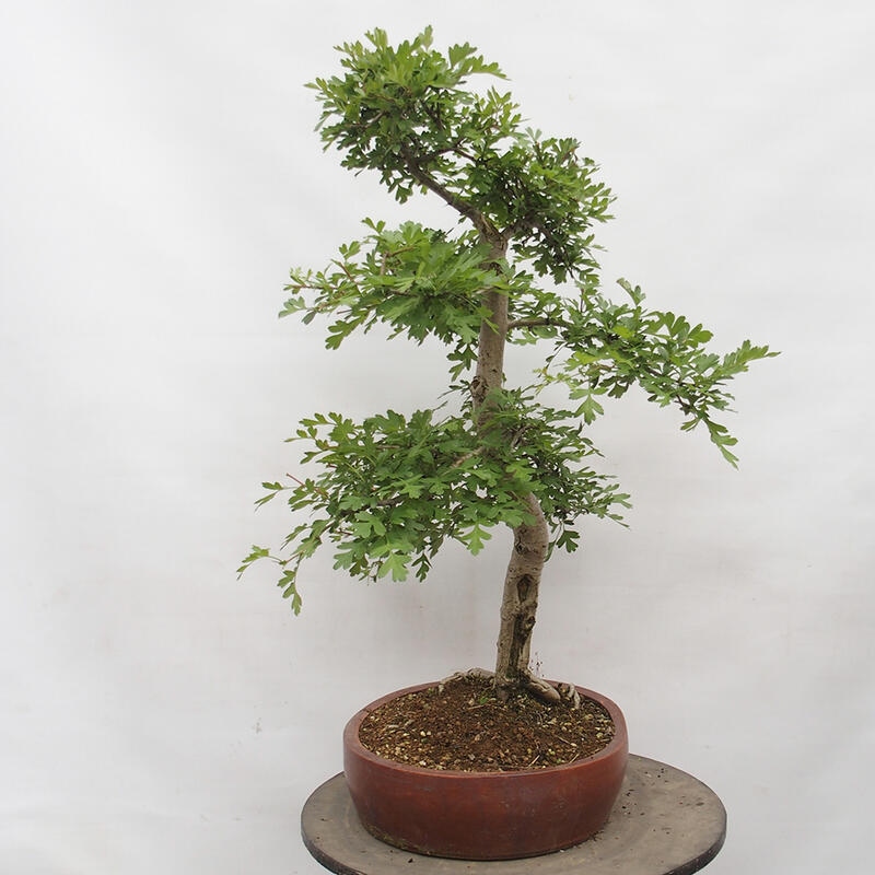 Outdoor bonsai - Hawthorn - Crataegus monogyna