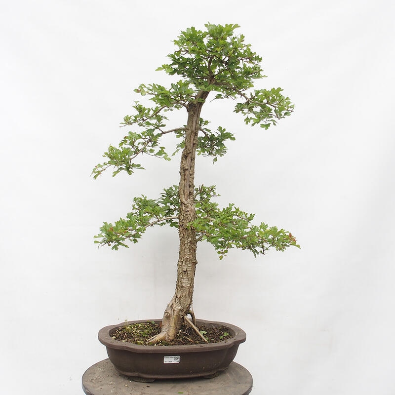 Outdoor bonsai - Hawthorn - Crataegus monogyna