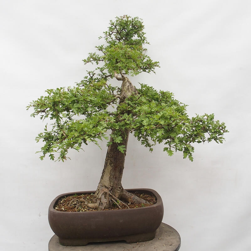 Outdoor bonsai - Hawthorn - Crataegus monogyna