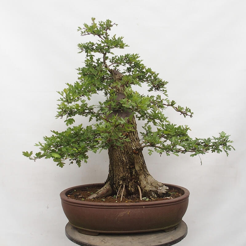 Outdoor bonsai - Hawthorn - Crataegus monogyna