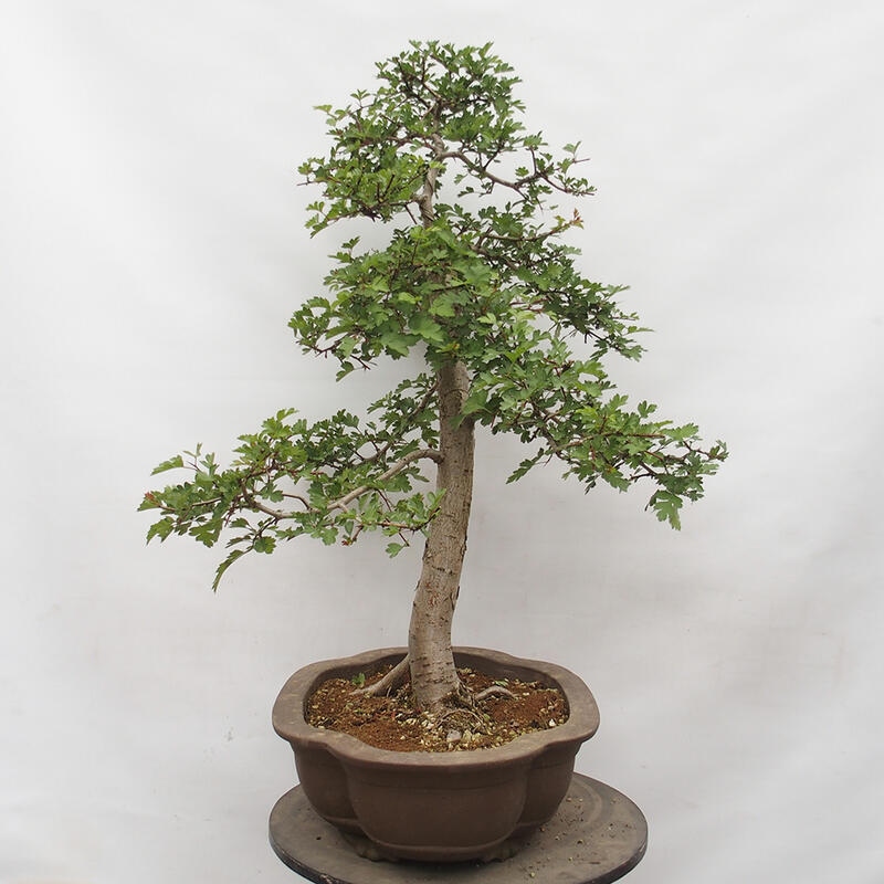 Outdoor bonsai - Hawthorn - Crataegus monogyna