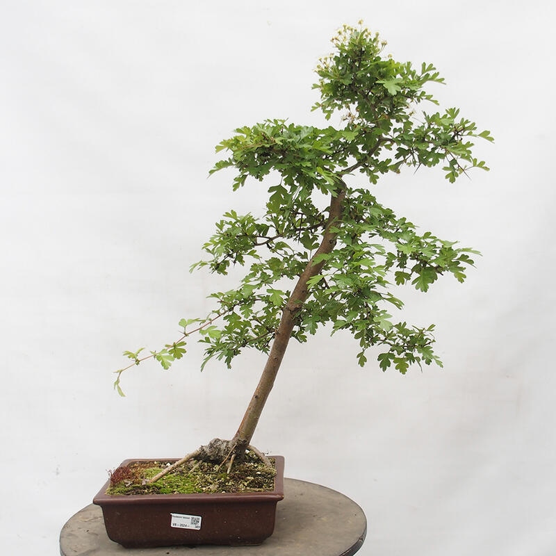 Outdoor bonsai - Hawthorn - Crataegus monogyna