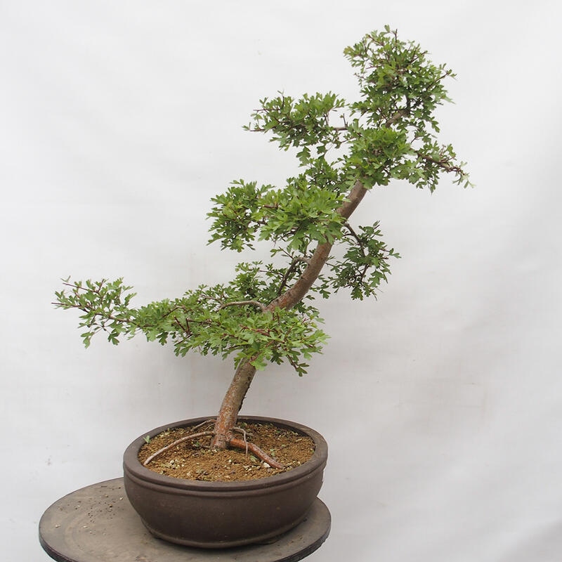 Outdoor bonsai - Hawthorn - Crataegus monogyna