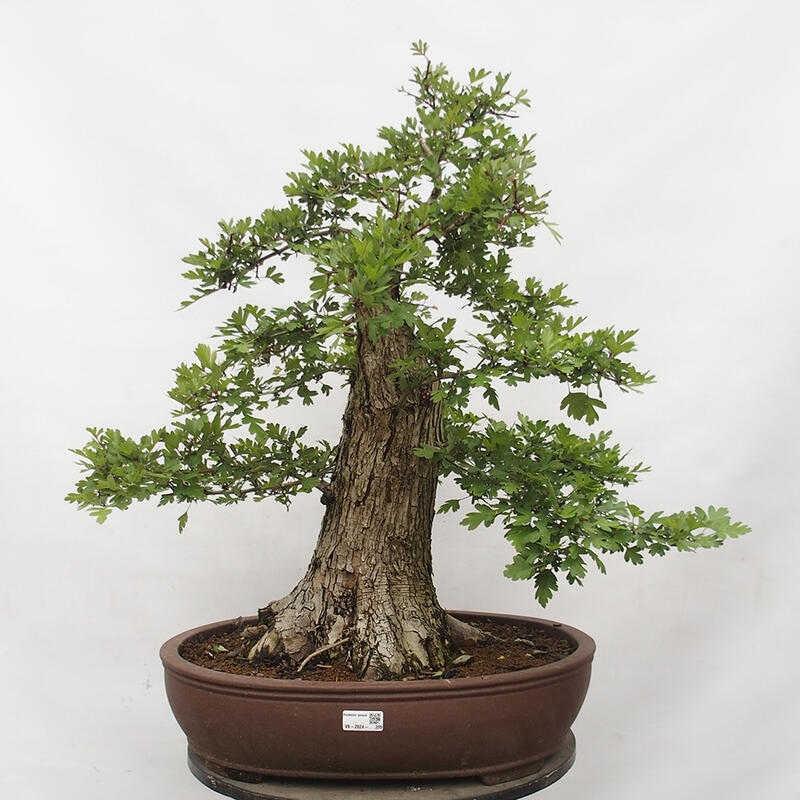 Outdoor bonsai - Hawthorn - Crataegus monogyna