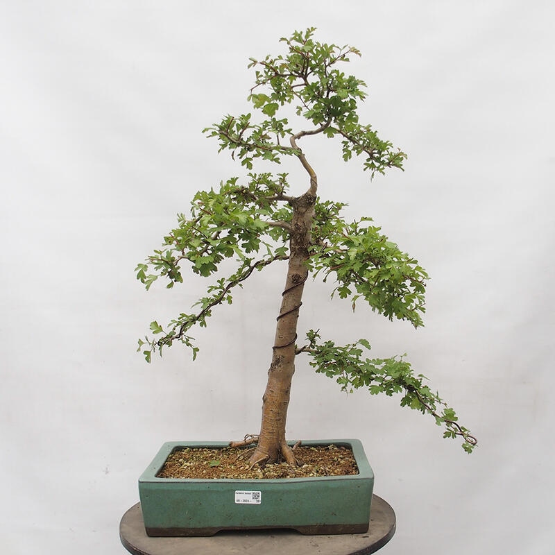 Outdoor bonsai - Hawthorn - Crataegus monogyna