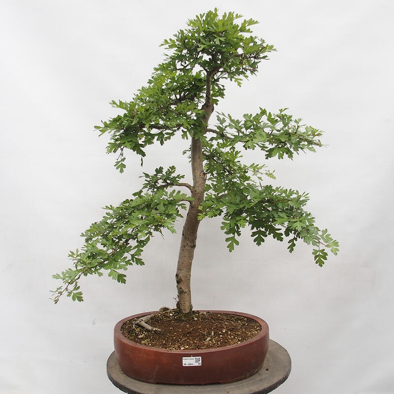 Outdoor bonsai - Hawthorn - Crataegus monogyna