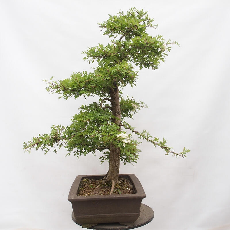 Outdoor bonsai - Hawthorn - Crataegus monogyna