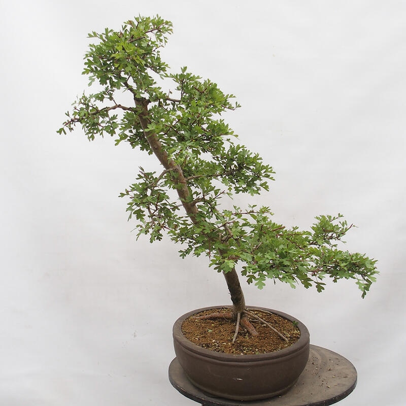 Outdoor bonsai - Hawthorn - Crataegus monogyna