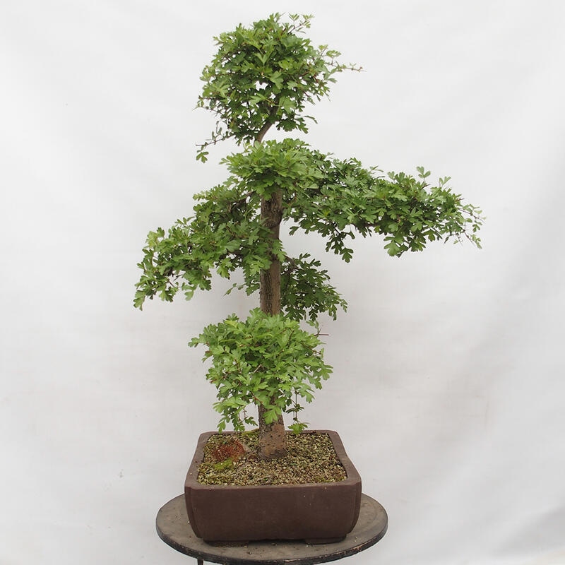 Outdoor bonsai - Hawthorn - Crataegus monogyna