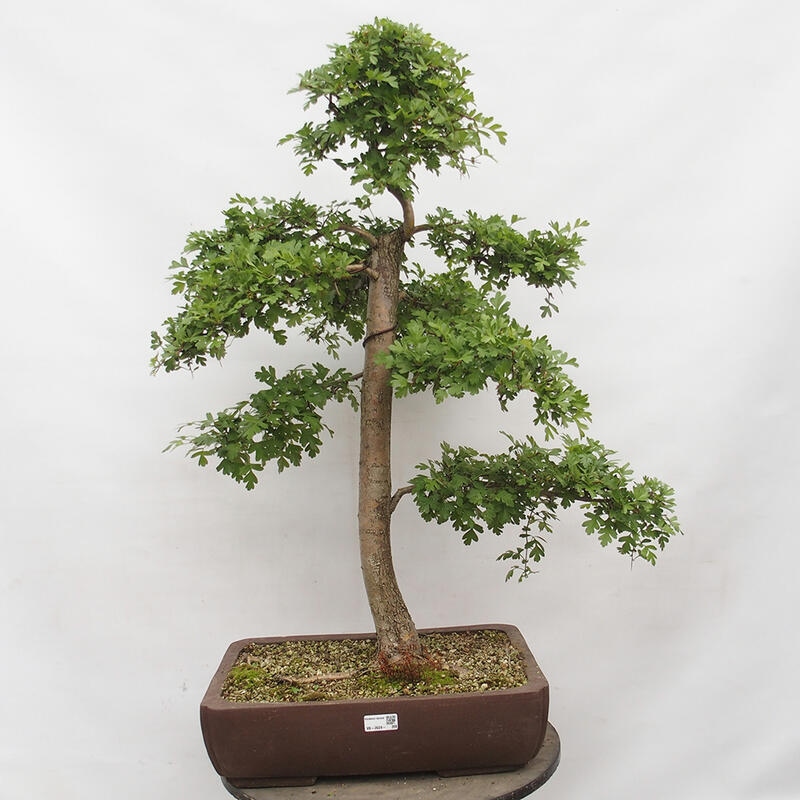 Outdoor bonsai - Hawthorn - Crataegus monogyna