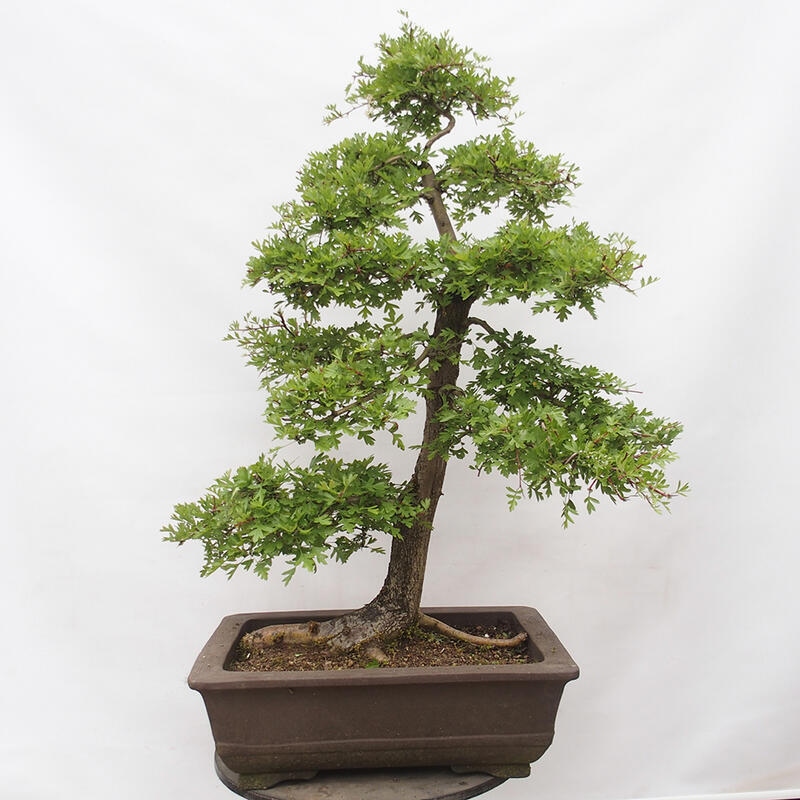 Outdoor bonsai - Hawthorn - Crataegus monogyna