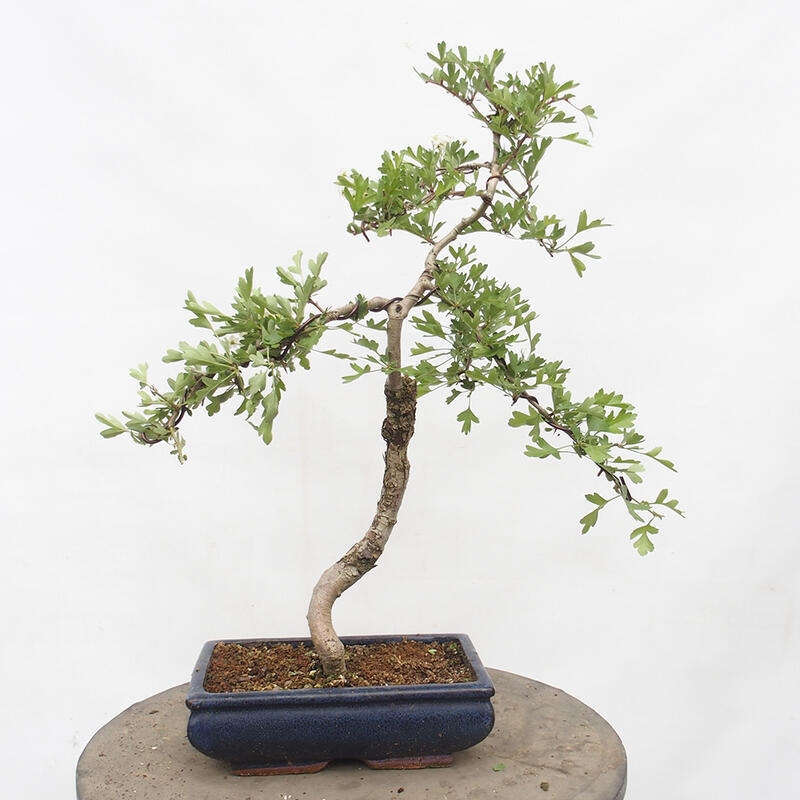 Outdoor bonsai - Hawthorn - Crataegus monogyna